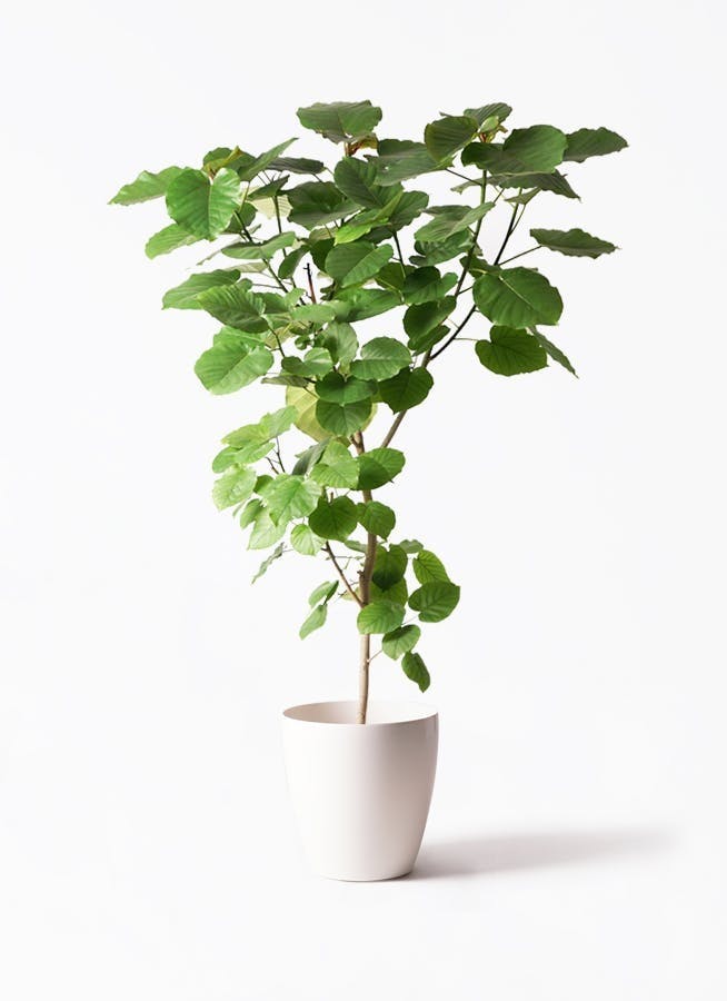 【大型観葉植物】ウンベラータ 約1.7メートル※直接渡し希望 大型観葉植物】ウンベラータ 約1.7メートル※直接渡し希望