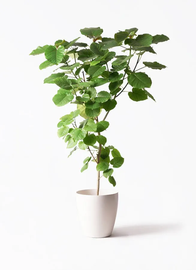 フィカス ウンベラータ | 観葉植物通販 HitoHana