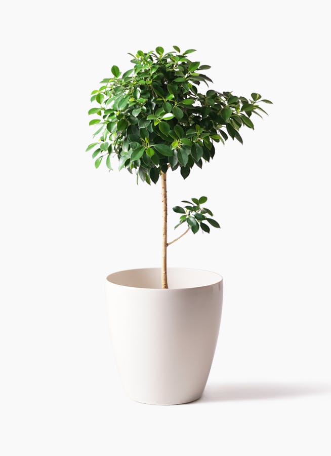 フィカス ソフィア 1点もの | 観葉植物通販HitoHana(ひとはな)