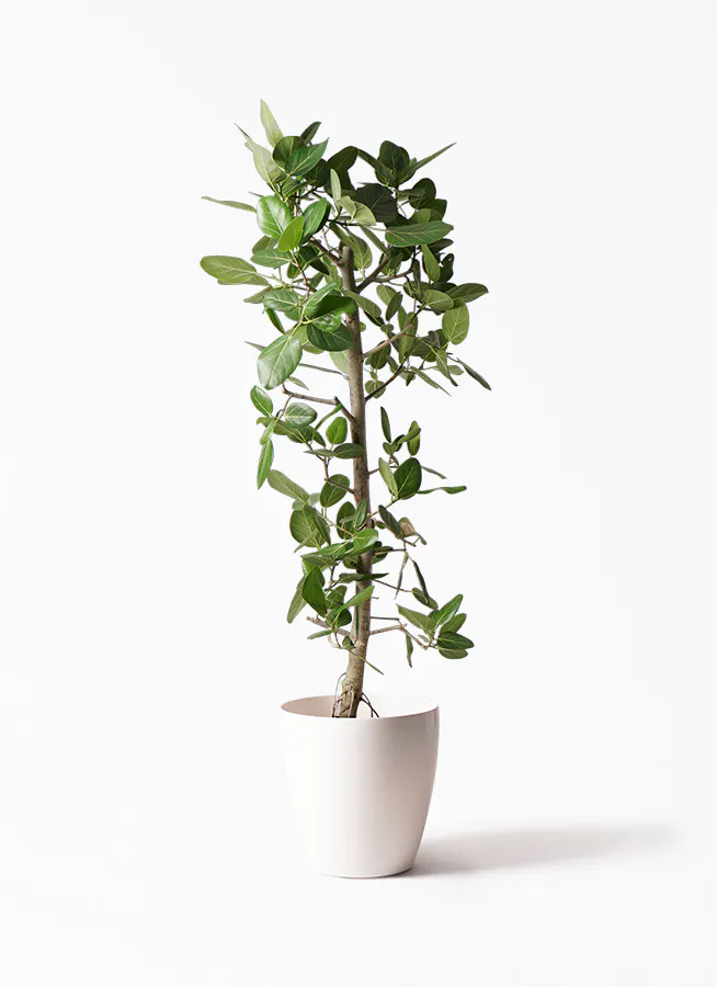 楽天市場】140cm（観葉植物｜花・観葉植物）：花・ガーデン・DIYの通販
