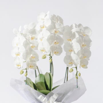 お正月飾り・お正月花 2026年特集 | HitoHana(ひとはな)