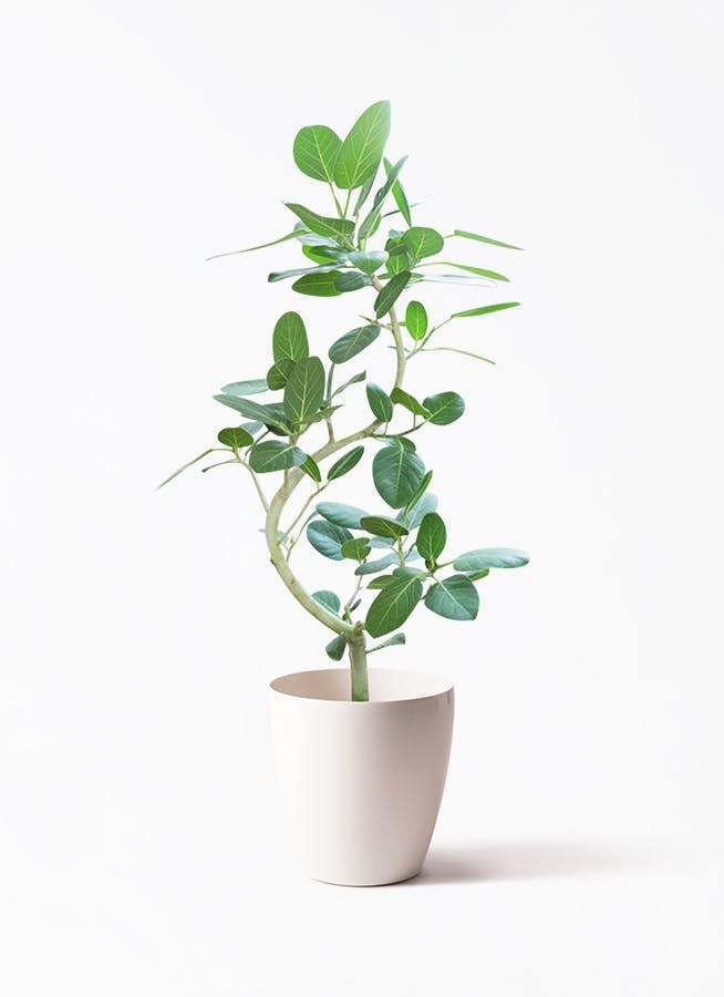 フィカス ベンガレンシス | 観葉植物の通販ならHitoHana