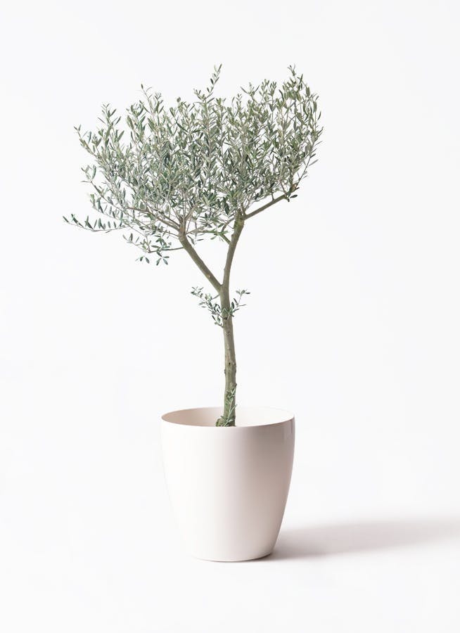 オリーブの木 創樹 | 観葉植物通販HitoHana(ひとはな)
