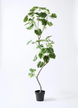 人工観葉植物　フィカスウンベラータ　フェイクグリーン　中古 水やり不要 ウンベラータ フェイクグリーン 造花 人工 観葉植物 室内