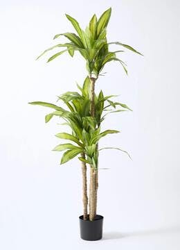 フェイクグリーン オーガスタ | 観葉植物の通販ならHitoHana（ひとはな）