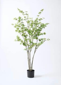 ドウダンツツジ,植物/観葉植物 ドウダンツツジ 口紅サラサ 【花木苗 5号】｜ 【植物のITANSE