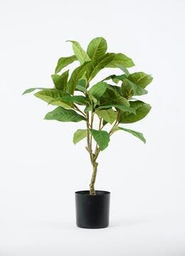 フェイクグリーン オーガスタ | 観葉植物の通販ならHitoHana（ひとはな）