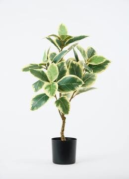 フェイクグリーン オーガスタ | 観葉植物の通販ならHitoHana（ひとはな）