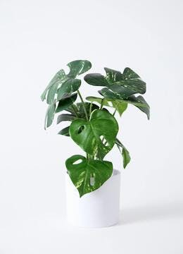 フェイクグリーン オーガスタ | 観葉植物の通販ならHitoHana（ひとはな）