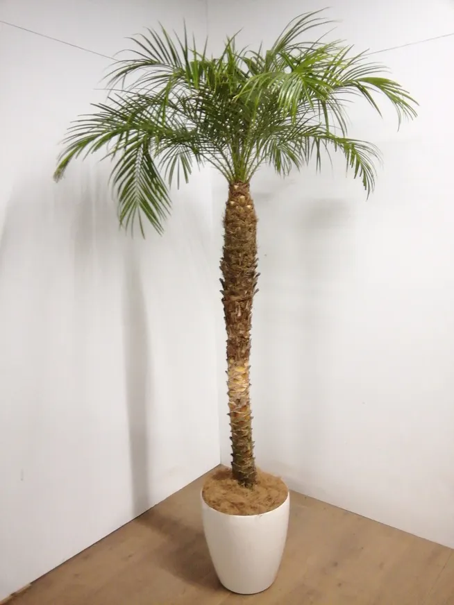 観葉植物フェニックスロベレニー 約1.5メートル おちこん 白鉢
