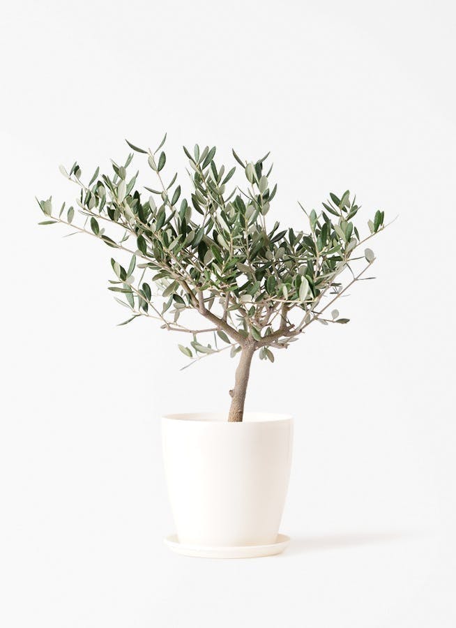 オリーブの木 | 観葉植物の通販ならHitoHana（ひとはな）