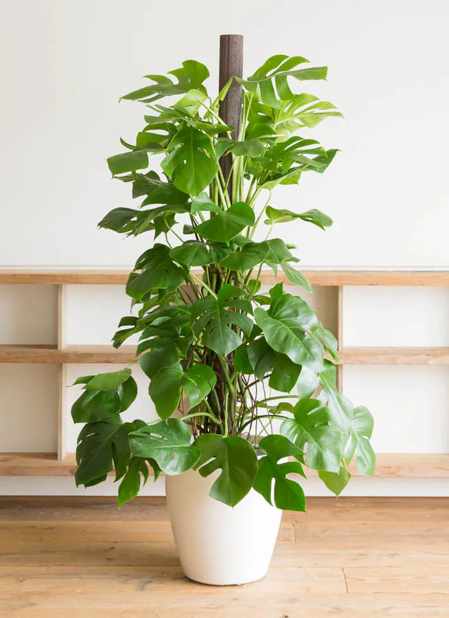 モンステラ | 観葉植物の通販ならHitoHana（ひとはな）