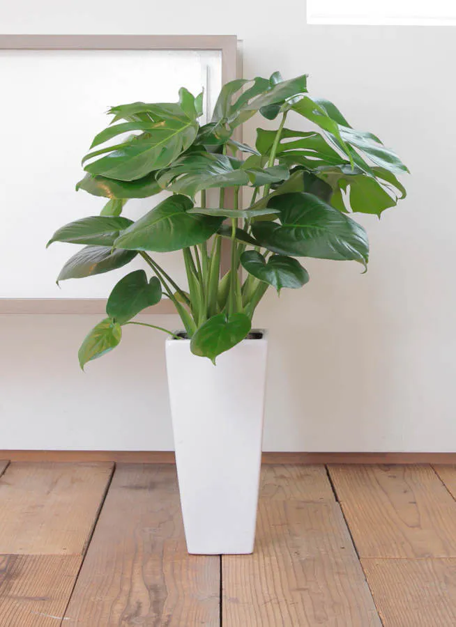モンステラ 7号 | 観葉植物 | インテリアやギフトに - Hitohana（ひと 