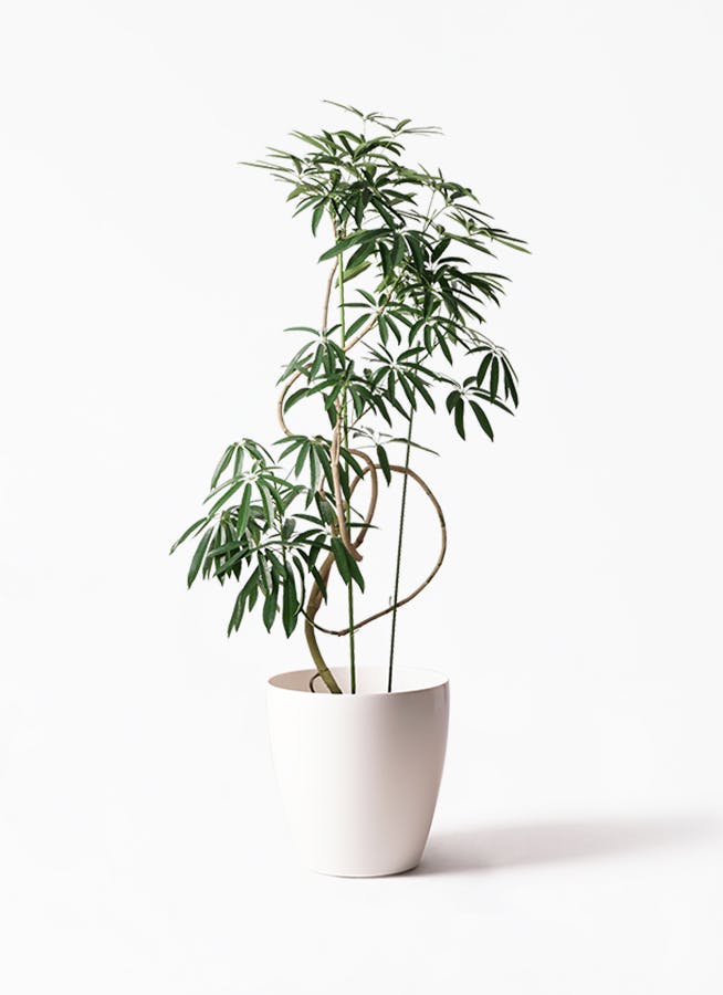 シェフレラ アンガスティフォリア 曲がり | HitoHana(ひとはな)