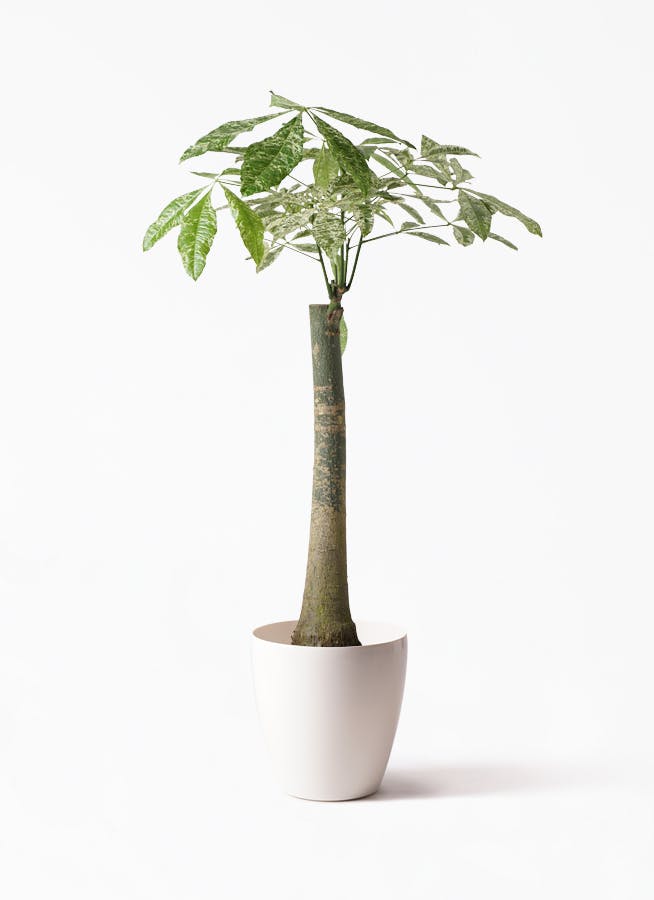 パキラの実　33個 パキラの実 33個