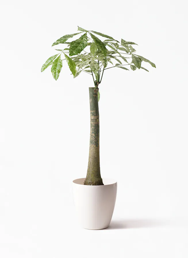 パキラ 朴 斑入り | 観葉植物の通販ならHitoHana（ひとはな）