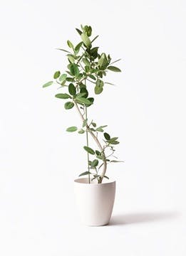 観葉植物 曲がり 10号 | HitoHana（ひとはな）