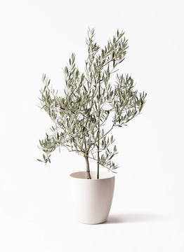 オリーブの木 | 観葉植物の通販ならHitoHana（ひとはな）