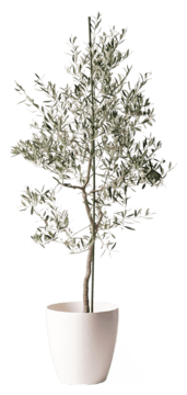 オリーブの木 バルネア 観葉植物通販hitohana ひとはな オリーブの木 バルネア 観葉植物通販hitohana ひとはな