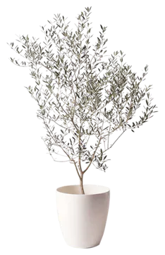 オリーブの木 チプレッシーノ 観葉植物通販hitohana ひとはな