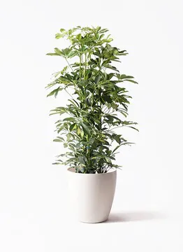 カポック（シェフレラ） | 観葉植物の通販ならHitoHana 