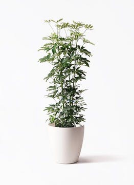 カポック（シェフレラ） | 観葉植物の通販ならHitoHana