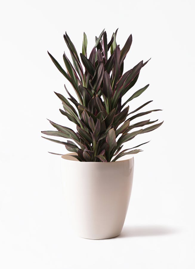 ハゴロモジャスミン 4号 | 観葉植物 | インテリアやギフトに