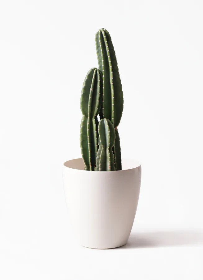 柱サボテン 1点もの（現品・現物） | 観葉植物通販HitoHana(ひとはな)