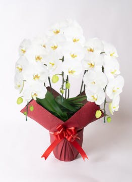 北海道に贈る胡蝶蘭の通販 | HitoHana（ひとはな）