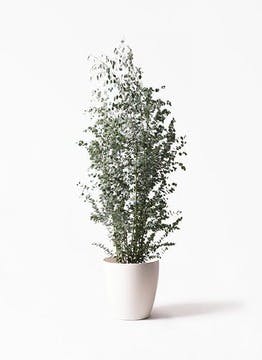 ユーカリ | 観葉植物の通販ならHitoHana（ひとはな）