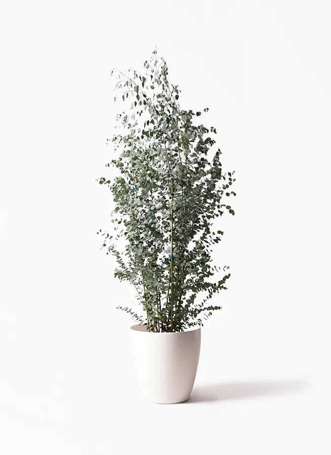 160cm〜170cmの観葉植物 | 送料無料でお届け | Hitohana（ひとはな）