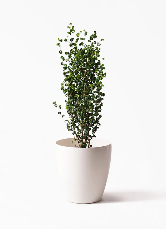 フィカス ベンジャミン | 観葉植物の通販ならHitoHana