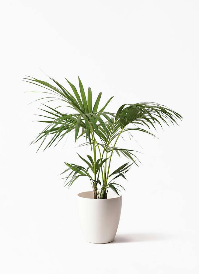 ケンチャヤシ | 観葉植物の通販ならHitoHana（ひとはな）