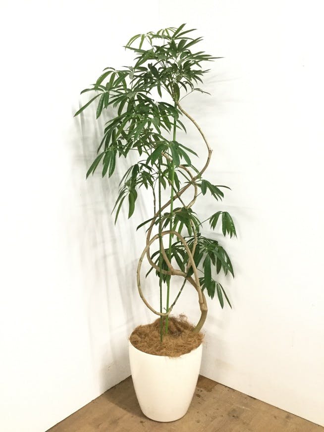 シェフレラ アンガスティフォリア 1点もの（現品・現物） | 観葉植物