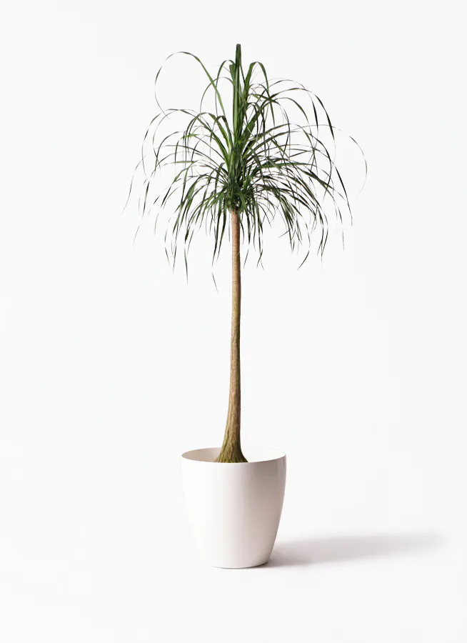 トックリラン | 観葉植物通販HitoHana(ひとはな)