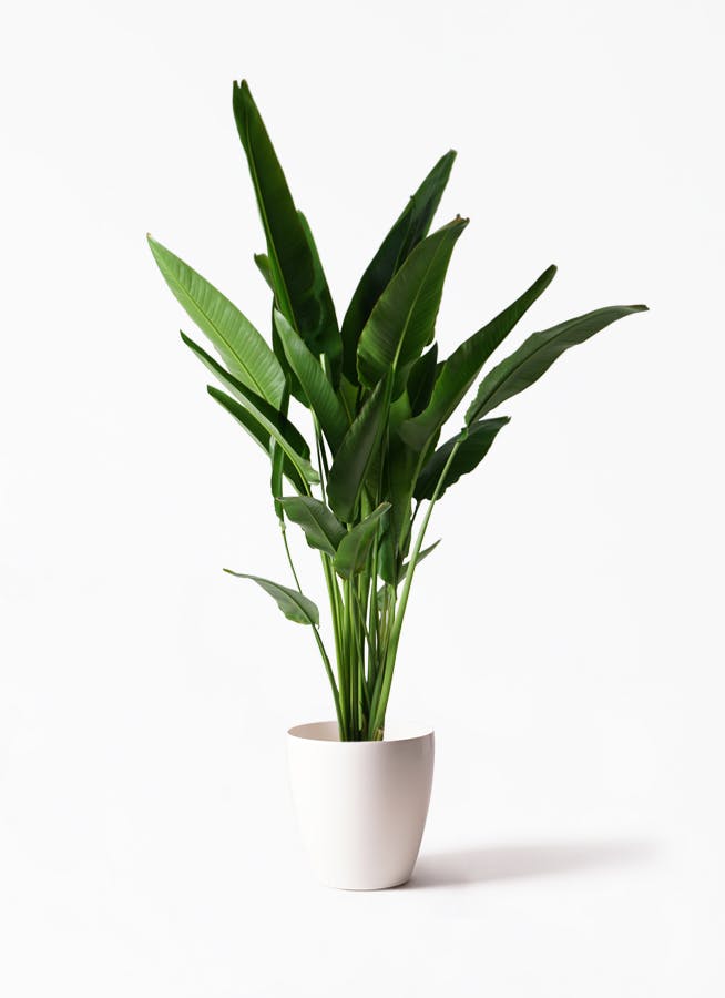 その他観葉植物 pilialoha その他観葉植物 pilialoha ジャンル】で探す | tokyoplants