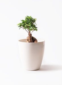 ガジュマルさま専用ページ ガジュマル I インドアプランツ I プラントソサエティトーキョー