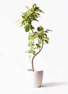 観葉植物 曲がり 10号 | HitoHana（ひとはな）