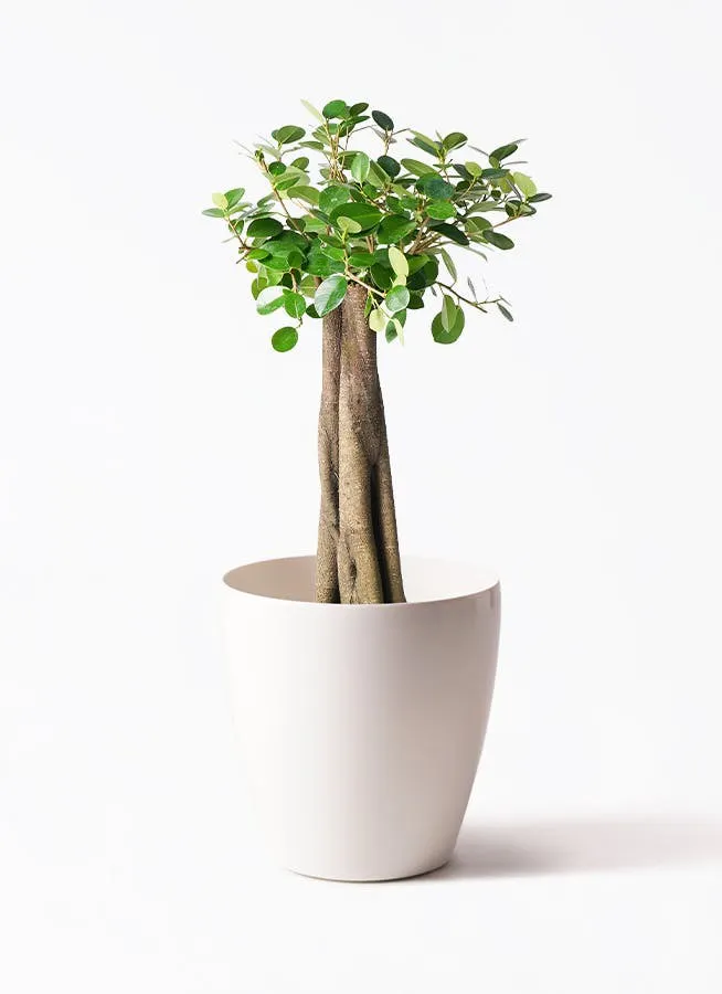 パンダ ガジュマル 朴仕立て | 観葉植物通販 HitoHana（ひとはな）