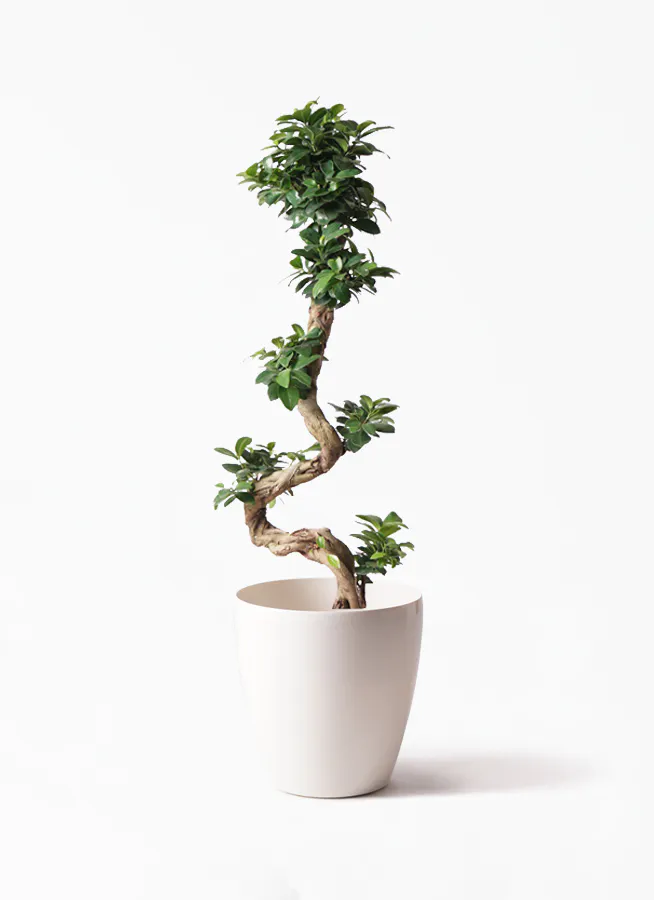 ガジュマル 曲がり | 観葉植物通販 Hitohana（ひとはな）