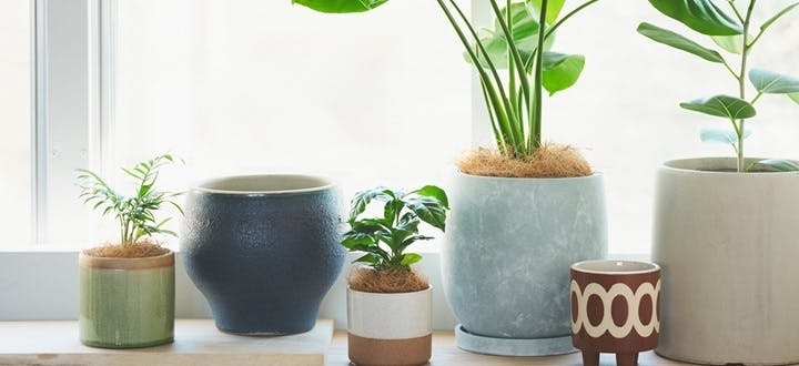 鉢カバー　天然木　観葉植物 天然木 鉢カバー ウォールナット 観葉植物カバー | iichi 日々の暮らし