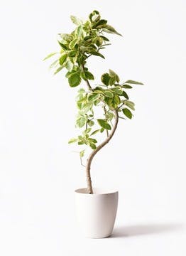 フィカス ベンガレンシス | 観葉植物の通販ならHitoHana