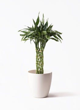 ドラセナ 10号 | 観葉植物の通販ならHitoHana（ひとはな）