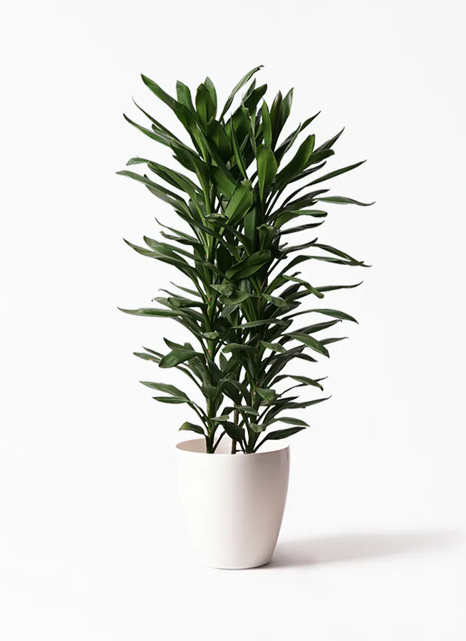 ドラセナ グローカル | 観葉植物通販HitoHana(ひとはな)