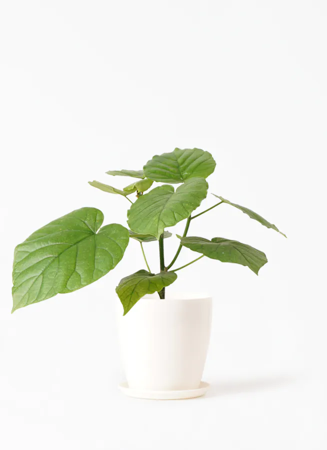 フィカス ウンベラータ | 観葉植物通販 HitoHana
