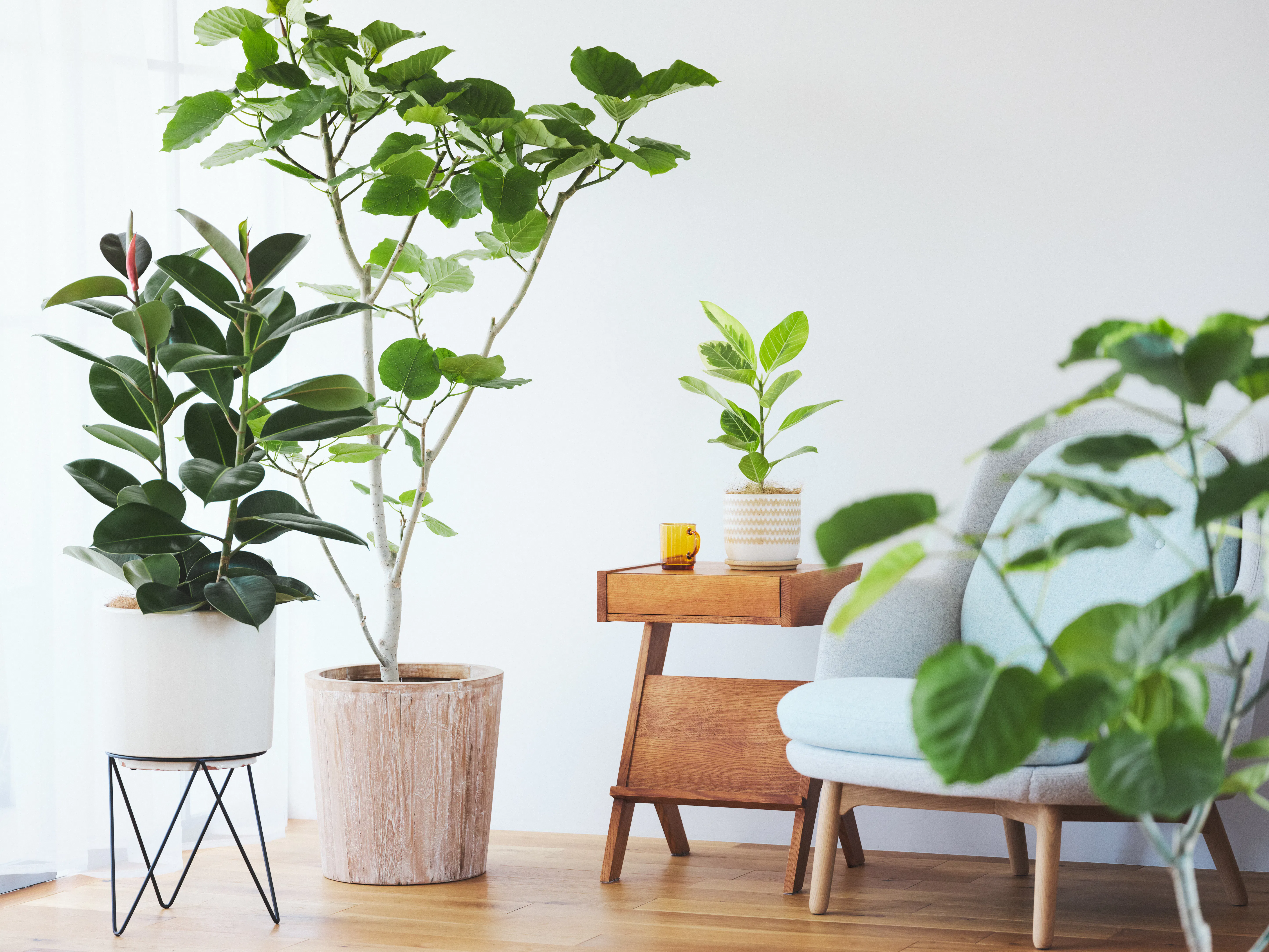インテリアにおしゃれな観葉植物を | HitoHana（ひとはな）