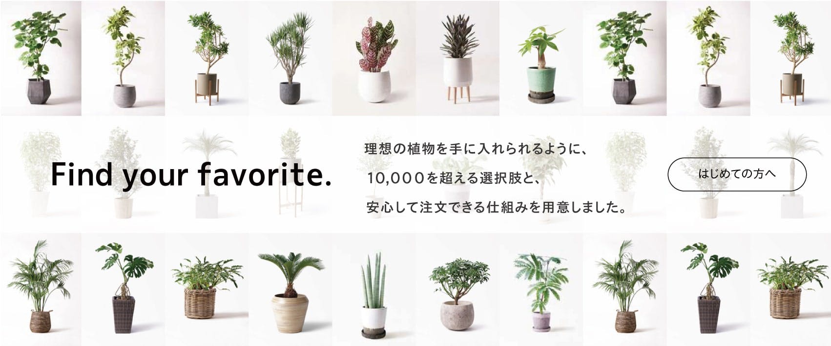 Hitohana ひとはな あなたにぴったりの植物のある暮らし