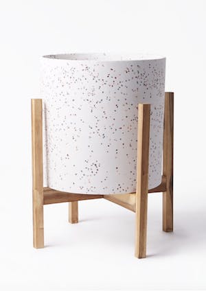 観葉植物 エバーフレッシュ【140cm】エバーフレッシュ 8号