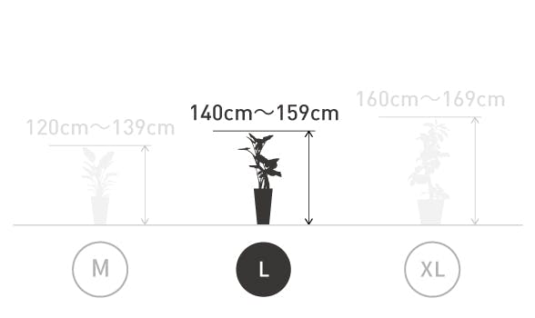 サイズ目安 L 140〜159cm