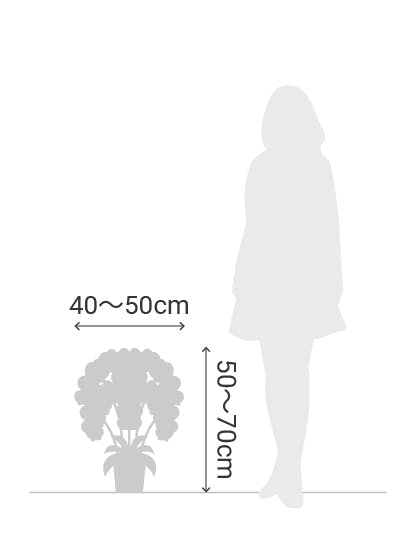 サイズ目安 縦50〜70cm 横40〜50cm